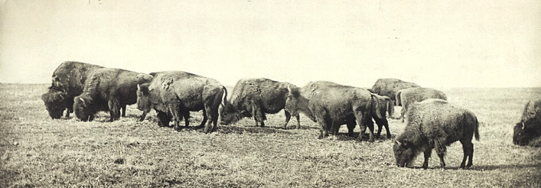 photo of bison