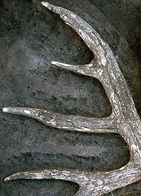 Antler