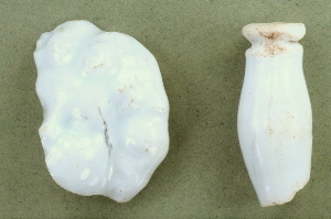 photo of china doll parts found at the farm