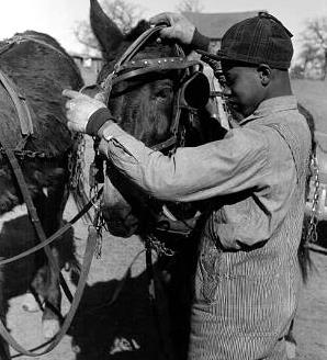 photo of horses and mules were still used to pull wagons in the 1940s