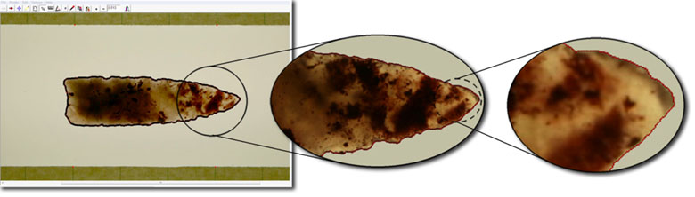 A composit image of a projectile point shown in the tpsDig program with adjacent semi-landmarks placed around the perimeter