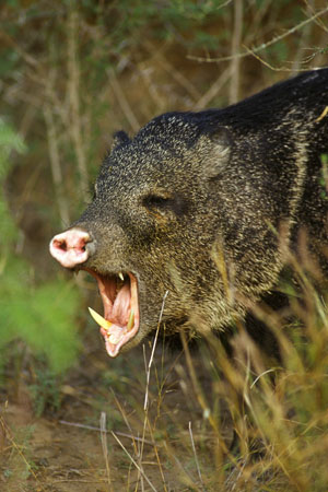 photo of a javelina