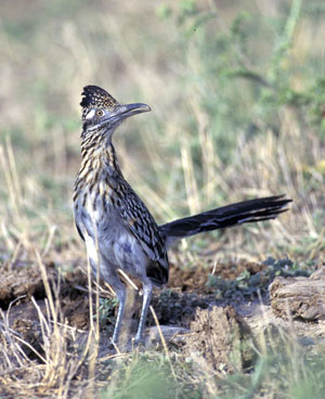 photo of a roadrunner