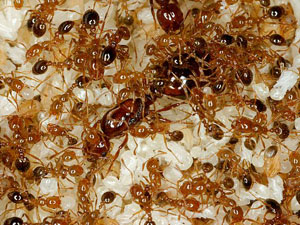 photo of ants