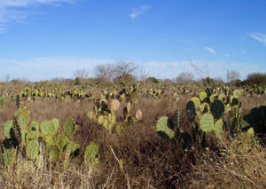 photo of prickly pear