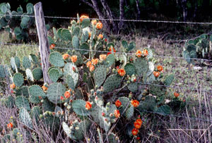 photo of prickly pear