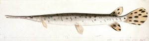 drawing of a gar