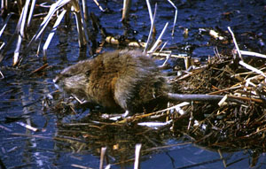 photo of a muskrat