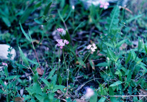 photo of false garlic