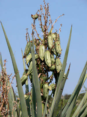 photo of yucca