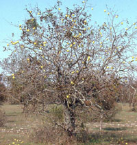 bois d'arc tree