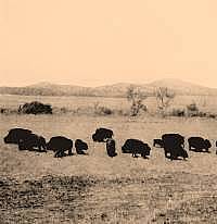 buffalo