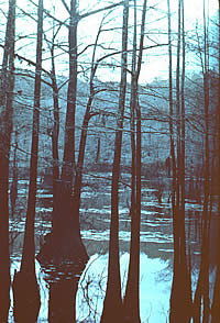 Caddo Lake