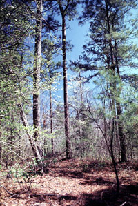 Pineywoods