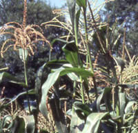 corn field