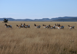 photo of Carmen deer in the Chisos Mountains