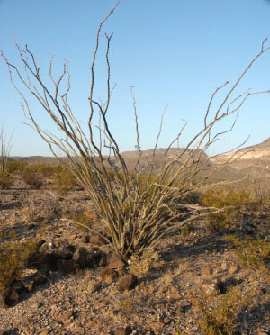 photo of Ocotillo plant