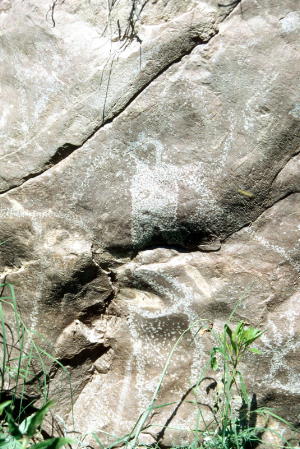 photo of a mule deer in the Davis Mountains