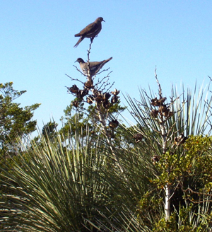 photo of a Carmen deer int he Chisos Mountains