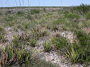 photo of a lechuguila field