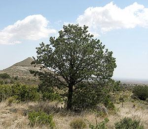 photo of a Piñon pine