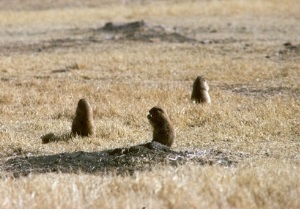 photo of a Carmen deer int he Chisos Mountains