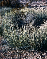 photo of candelilla