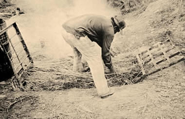 photo of placing candelilla in the vat